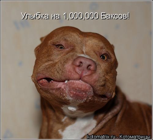 Улыбка на 1,000,000 Баксов!... Котоматрица: Улыбка на 1,000,000 Баксов!