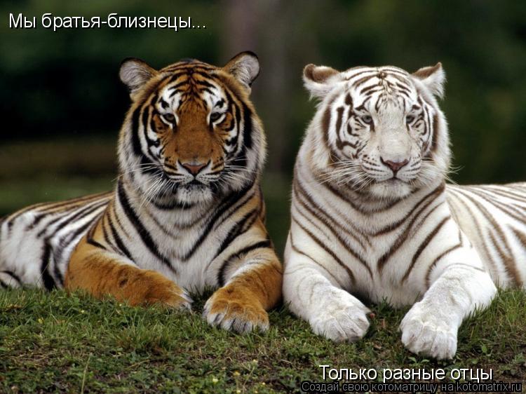 Мы братья-близнецы... Только разные отцы... Котоматрица: Мы братья-близнецы... Только разные отцы