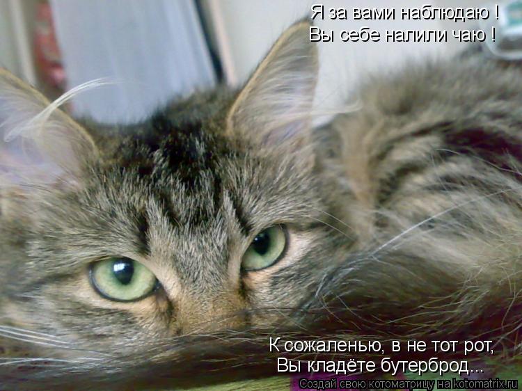 Я за вами наблюдаю ! Вы себе налили чаю ! К сожаленью, в не тот рот, Вы кладёте бутерброд...... Котоматрица: Я за вами наблюдаю ! Вы себе налили чаю ! К сожаленью, в не тот рот, Вы кладёте бутерброд...