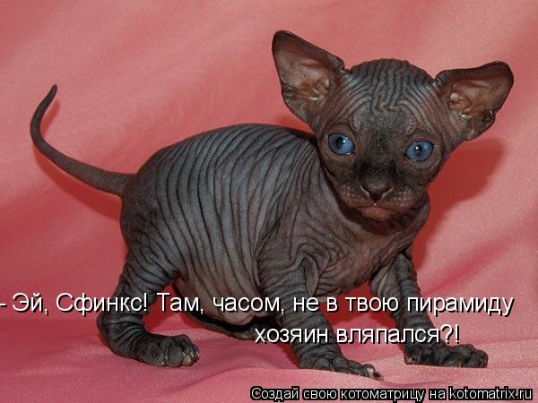 - Эй, Сфинкс! Там, часом, не в твою пирамиду хозяин вляпался?!... Котоматрица: - Эй, Сфинкс! Там, часом, не в твою пирамиду хозяин вляпался?!