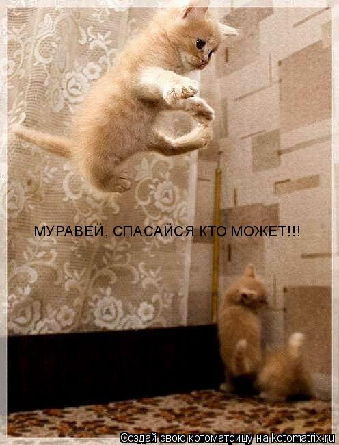 МУРАВЕЙ, СПАСАЙСЯ КТО МОЖЕТ!!!... Котоматрица: МУРАВЕЙ, СПАСАЙСЯ КТО МОЖЕТ!!!