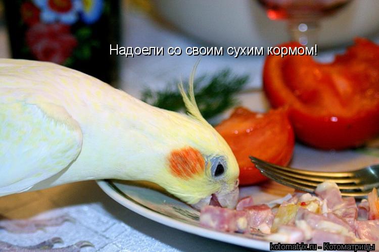Надоели со своим сухим кормом!... Котоматрица: Надоели со своим сухим кормом!