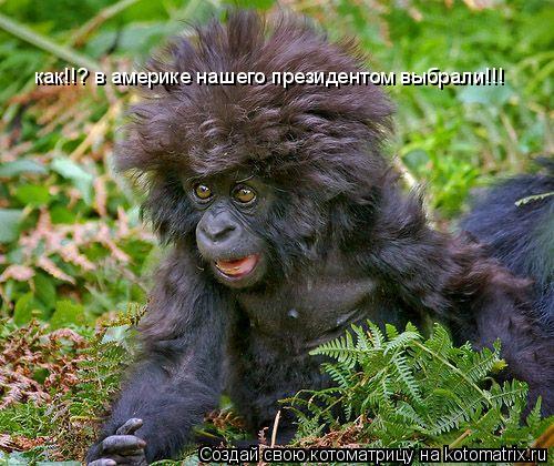 как!!? в америке нашего президентом выбрали!!!... Котоматрица: как!!? в америке нашего президентом выбрали!!!