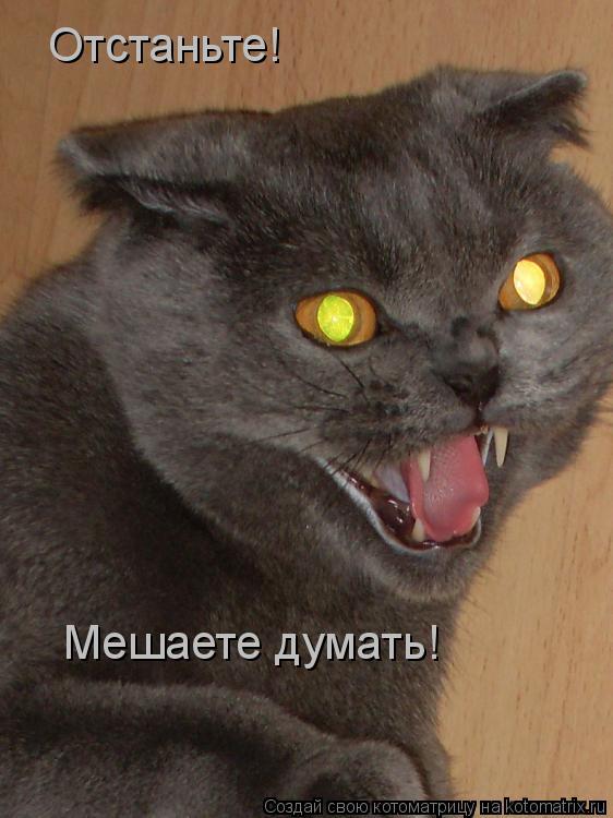 Отстаньте! Мешаете думать!... Котоматрица: Отстаньте! Мешаете думать!