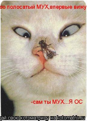 оо полосатый МУХ,впервые вижу -сам ты МУХ...Я ОС... Котоматрица: оо полосатый МУХ,впервые вижу -сам ты МУХ...Я ОС