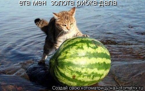 ета мені золота рибка дала... Котоматрица: ета мені золота рибка дала