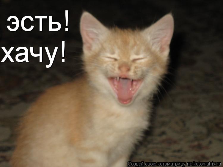 эсть! хачу!... Котоматрица: эсть! хачу!