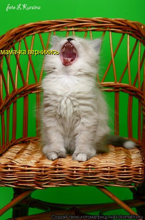 мамачка вернииись... Котоматрица: мамачка вернииись