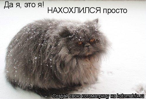 Да я, это я! НАХОХЛИЛСЯ просто... Котоматрица: Да я, это я! НАХОХЛИЛСЯ просто
