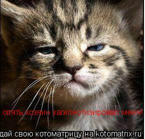 опять хозяин загипнотизировал меня!... Котоматрица: опять хозяин загипнотизировал меня!