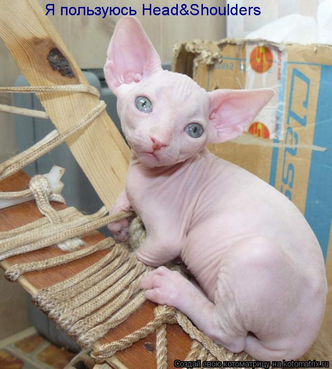 Я пользуюсь Head&Shoulders... Котоматрица: Я пользуюсь Head&Shoulders
