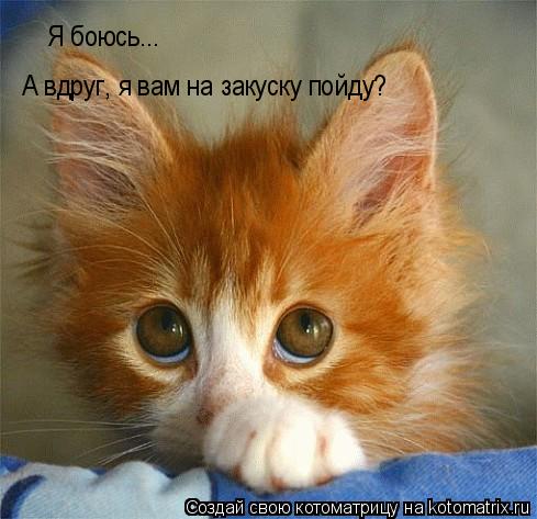 Я боюсь... А вдруг, я вам на закуску пойду?... Котоматрица: Я боюсь... А вдруг, я вам на закуску пойду?