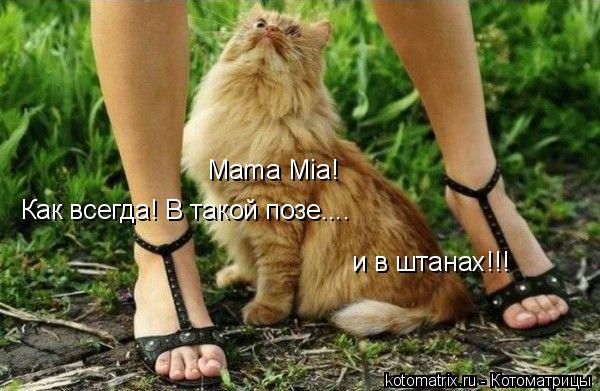 Mama Mia! Как всегда! В такой позе.... и в штанах!!!... Котоматрица: Mama Mia! Как всегда! В такой позе.... и в штанах!!!