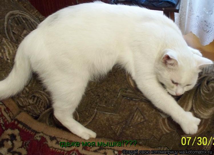 гдеже моя мышка!???... Котоматрица: гдеже моя мышка!???