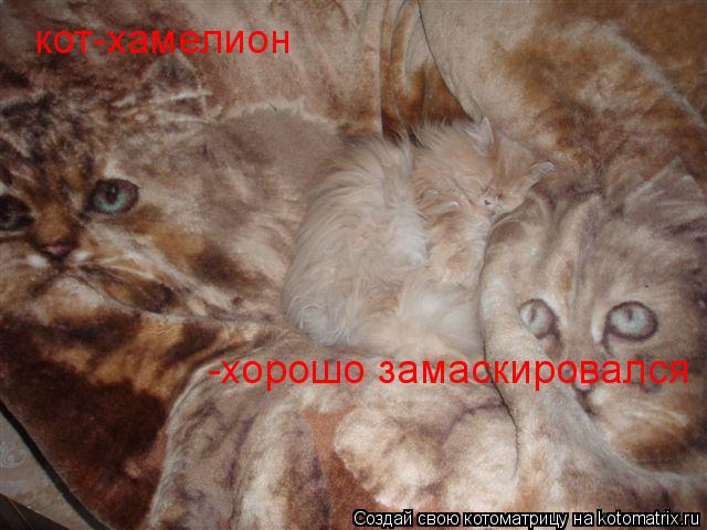 кот-хамелион -хорошо замаскировался... Котоматрица: кот-хамелион -хорошо замаскировался