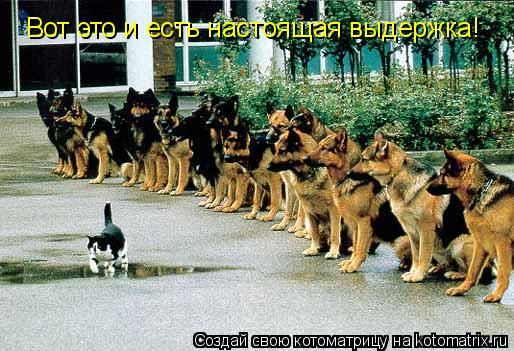 Котоматрица: Вот это и есть настоящая выдержка!