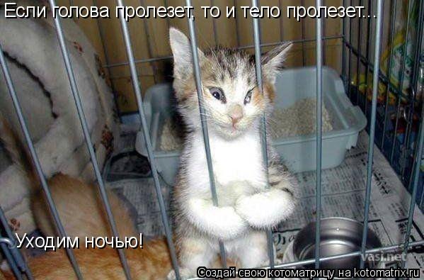 Если голова пролезет, то и тело пролезет... Уходим ночью!... Котоматрица: Если голова пролезет, то и тело пролезет... Уходим ночью!