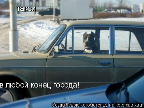 такси в любой конец города!... Котоматрица: такси в любой конец города!