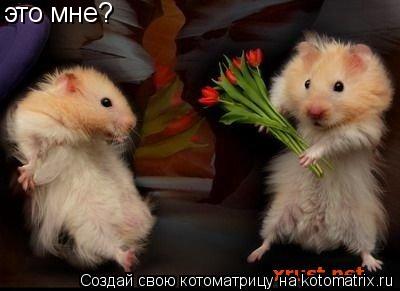 это мне?... Котоматрица: это мне?