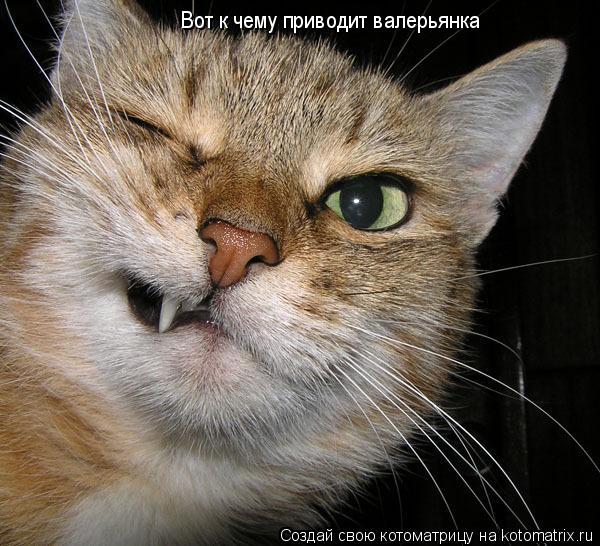 Вот к чему приводит валерьянка... Котоматрица: Вот к чему приводит валерьянка