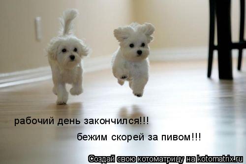 рабочий день закончился!!! бежим скорей за пивом!!!... Котоматрица: рабочий день закончился!!! бежим скорей за пивом!!!