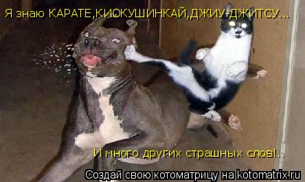 Я знаю КАРАТЕ,КИОКУШИНКАЙ,ДЖИУ-ДЖИТСУ... И много других страшных слов!..... Котоматрица: Я знаю КАРАТЕ,КИОКУШИНКАЙ,ДЖИУ-ДЖИТСУ... И много других страшных слов!..