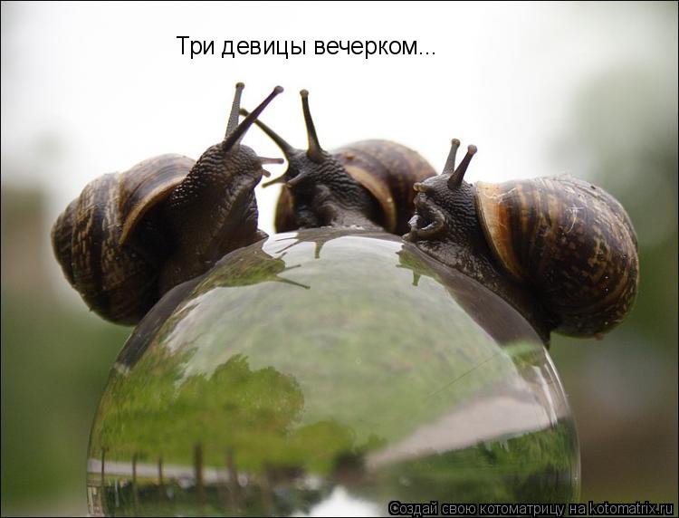 Три девицы вечерком...... Котоматрица: Три девицы вечерком...