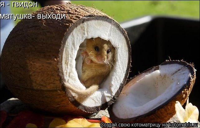 матушка- выходи я - гвидон... Котоматрица: матушка- выходи я - гвидон