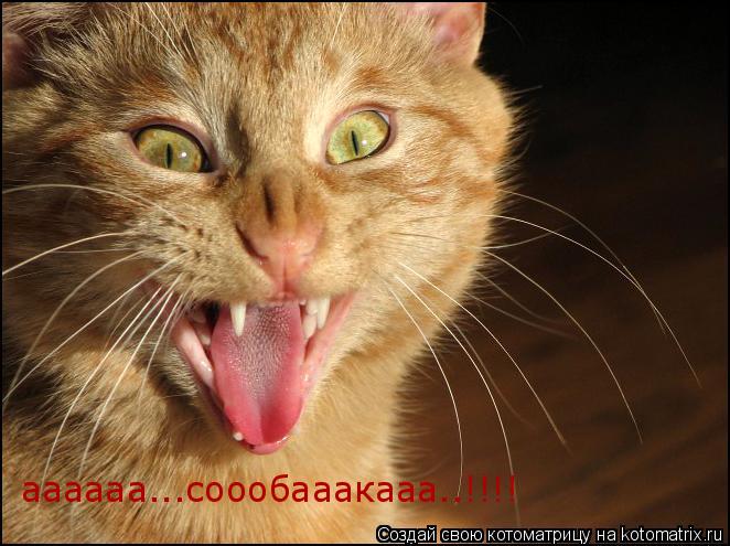 аааааа...соообааакааа..!!!!... Котоматрица: аааааа...соообааакааа..!!!!