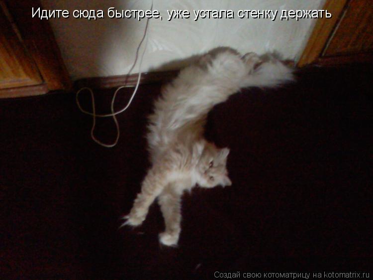 Идите сюда быстрее, уже устала стенку держать... Котоматрица: Идите сюда быстрее, уже устала стенку держать