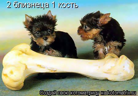 2 близнеца 1 кость... Котоматрица: 2 близнеца 1 кость
