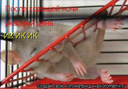 После хорошой ночи ужасный день ИК ИК ИК... Котоматрица: После хорошой ночи ужасный день ИК ИК ИК