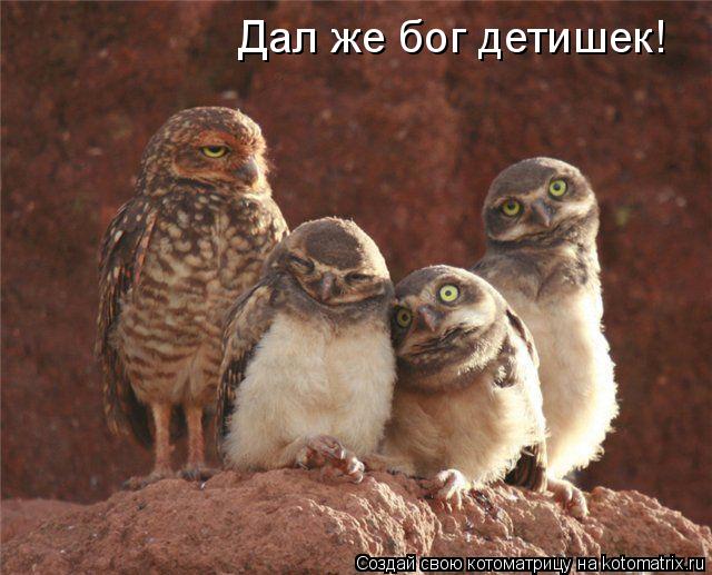 Дал же бог детишек!... Котоматрица: Дал же бог детишек!