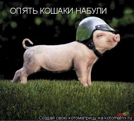 ОПЯТЬ КОШАКИ НАБУЛИ... Котоматрица: ОПЯТЬ КОШАКИ НАБУЛИ