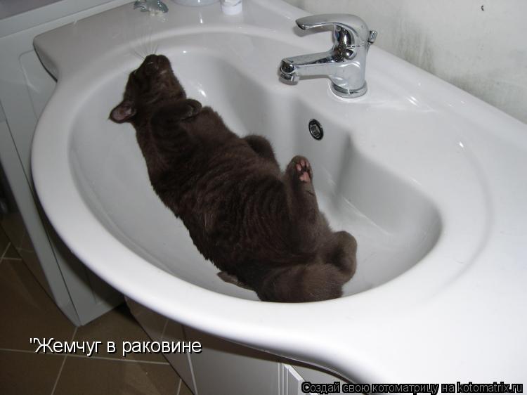 "Жемчуг в раковине... Котоматрица: "Жемчуг в раковине