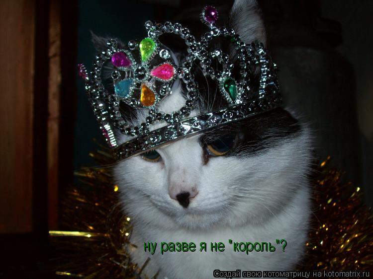 ну разве я не "король"?... Котоматрица: ну разве я не "король"?