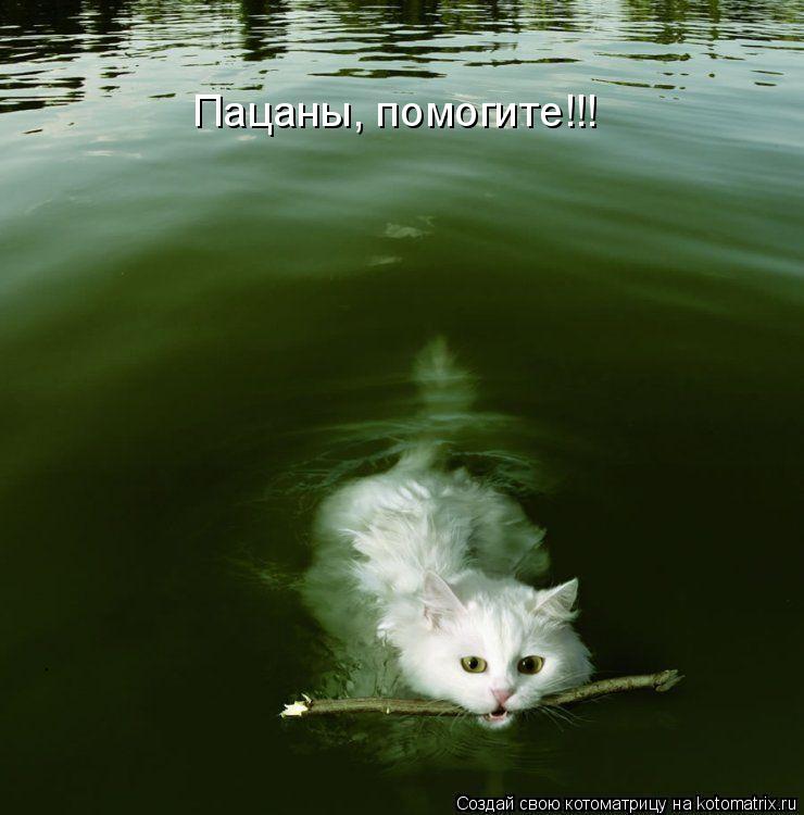 Пацаны, помогите!!!... Котоматрица: Пацаны, помогите!!!