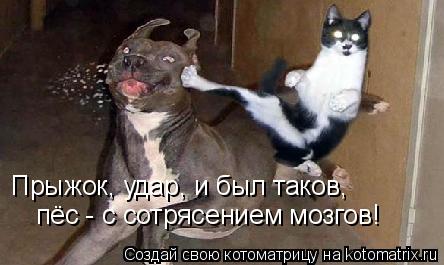 Прыжок, удар, и был таков, пёс - с сотрясением мозгов!... Котоматрица: Прыжок, удар, и был таков, пёс - с сотрясением мозгов!