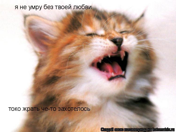 я не умру без твоей любви токо жрать че-то захотелось... Котоматрица: я не умру без твоей любви токо жрать че-то захотелось