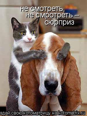 не смотреть, не смротреть _ сюрприз... Котоматрица: не смотреть, не смротреть _ сюрприз
