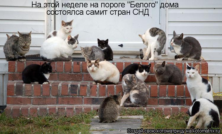 На этой неделе на пороге "Белого" дома состоялса самит стран СНД... Котоматрица: На этой неделе на пороге "Белого" дома состоялса самит стран СНД