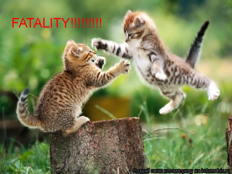 FATALITY!!!!!!!!!... Котоматрица: FATALITY!!!!!!!!!