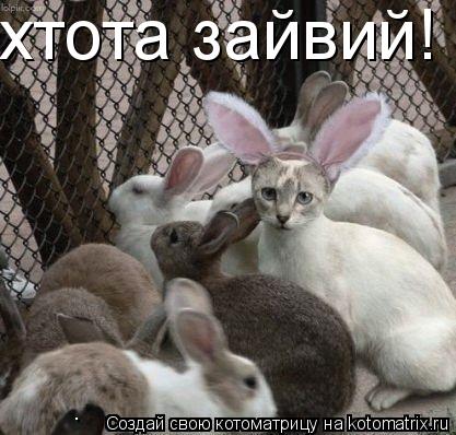 хтота зайвий!... Котоматрица: хтота зайвий!