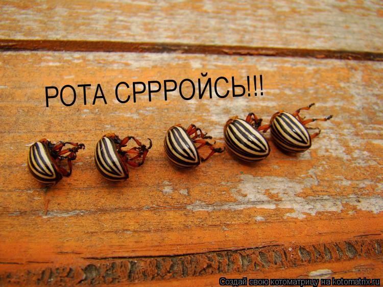 РОТА СРРРОЙСЬ!!!... Котоматрица: РОТА СРРРОЙСЬ!!!