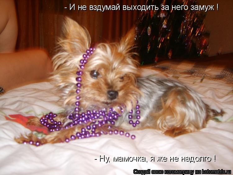 - И не вздумай выходить за него замуж ! - Ну, мамочка, я же не надолго !... Котоматрица: - И не вздумай выходить за него замуж ! - Ну, мамочка, я же не надолго !