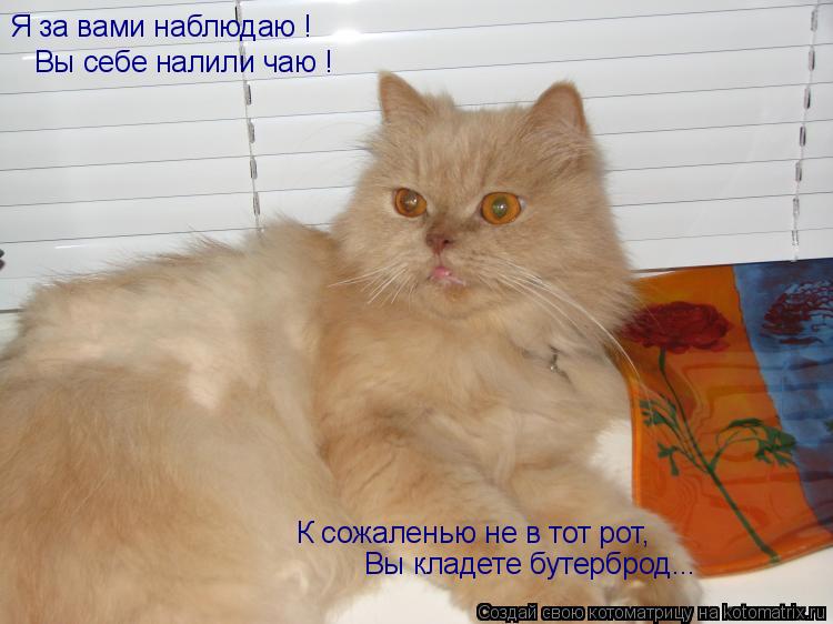 Я за вами наблюдаю ! Вы себе налили чаю ! К сожаленью не в тот рот, Вы кладете бутерброд...... Котоматрица: Я за вами наблюдаю ! Вы себе налили чаю ! К сожаленью не в тот рот, Вы кладете бутерброд...