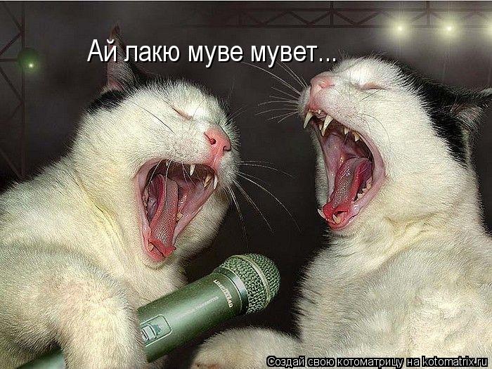 Ай лакю муве мувет...... Котоматрица: Ай лакю муве мувет...