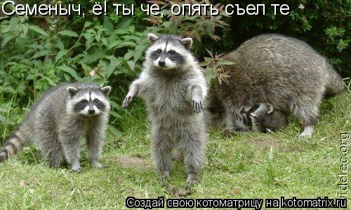 Семеныч, ё! ты че, опять съел те... Котоматрица: Семеныч, ё! ты че, опять съел те