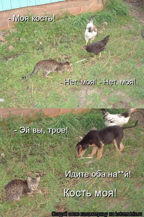 - Моя кость! - Нет, моя! - Нет, моя! - Эй вы, трое! Идите оба на**й! Кость моя!... Котоматрица: - Моя кость! - Нет, моя! - Нет, моя! - Эй вы, трое! Идите оба на**й! Кость моя!