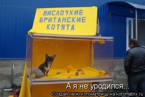 А я не уродился...... Котоматрица: А я не уродился...